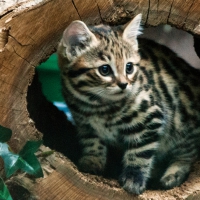 Cute Kitten