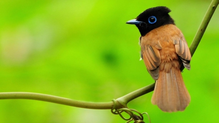 Bird on a Branch - bird, birds, branch, animals