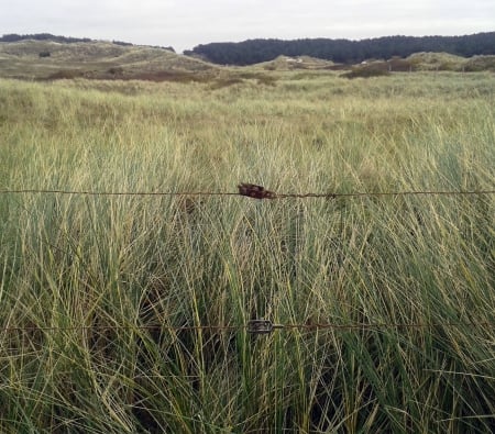 Dunes - abstract, dunes, nature, green, photography, grass, sky