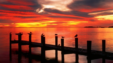 Sunset Pier - sunsets, nature, piers, birds