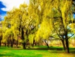 Willow trees