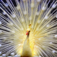 White peacock