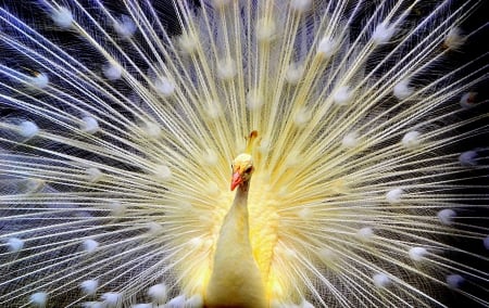 White peacock - white, peacock, feathers, bird