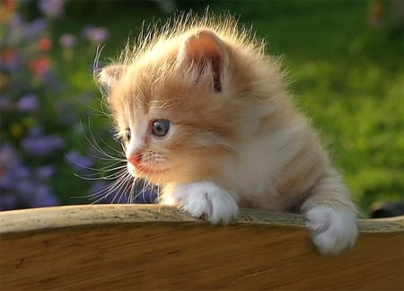 This cute  kitten is looking for you Carmen (carmenmbonilla ) - animal, kitten, cute, alone, little, baby, cat