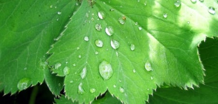 Droplets - abstract, water, green, photography, macro, leaf