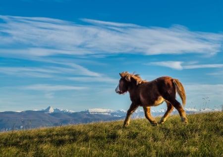 Liberty. - LaFauteAuGraph, hills, france, mountains, horse