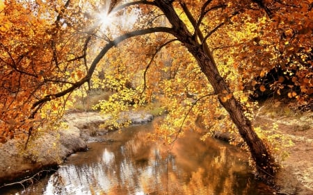 Forest - forest, landscape, trees, river