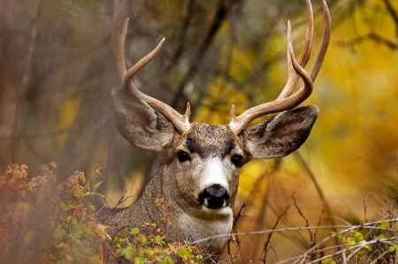 Deer - animal, antlers, Deer, autumn