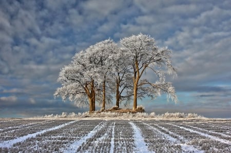 Trees - winter - winter, farm, trees, frost