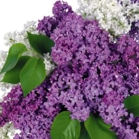 Purple and White Lilacs