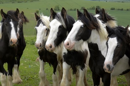 White black horses - horses, white, black, grass