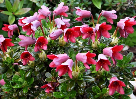 Pink flowers - flowers, leaves, pink, plant