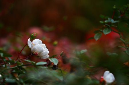 White flower - white, leaf, stem, flower