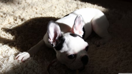 french bulldog - french, canine, bulldog, dog