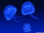 jellyfish