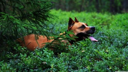 staffordshire terrior - canine, dog, terrior, staffordshire