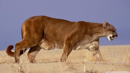 mountain lion - cat, feline, mountain, lion