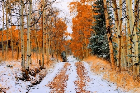 First Snow in late Autumn - fall, trees, leaves, colors, path