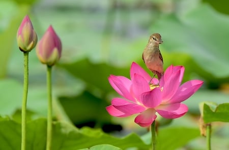 Little Bird on a Lotus - bird, lotus, beautiful, flower, pink, leaves