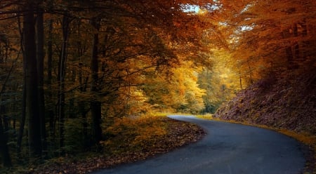 Wonderful Road - road, trees, forest, autumn