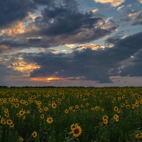 Sunflowers fields