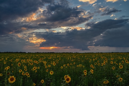 Sunflowers fields - nature, sunflowers, field, clouds