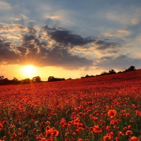 Poppy Field at Sunset