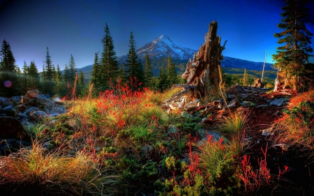 Colors of Fall - landscape, trees, leaves, autumn