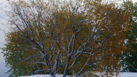 Winter comes Early - Trees, Autumn, Leaves, Nature, Winter