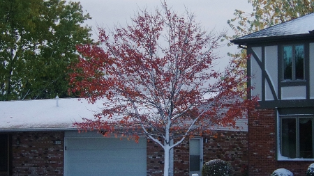 Red and White Tree - nature, autumn, snowfall, winter, tree