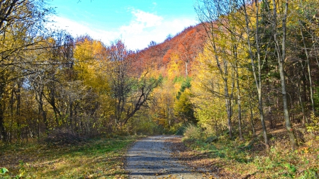 Autumn 7 - colors, autumn, forest, path