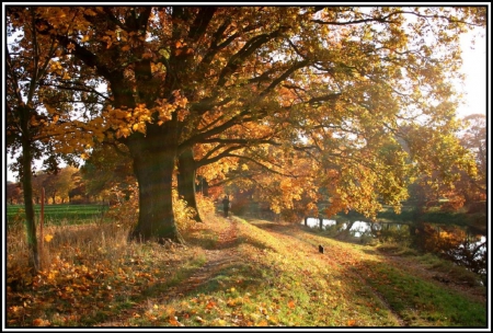 Autumn Tree - fall leaves, tree, nature, autumn