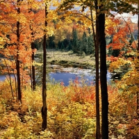 Canadian Autumn Forest