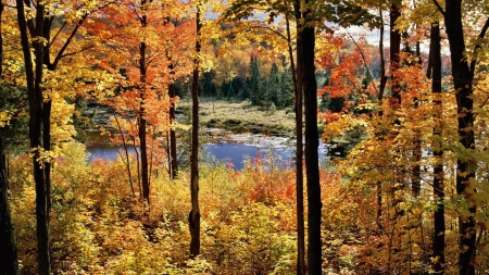 Canadian Autumn Forest - nature, rivers, autumn, forests