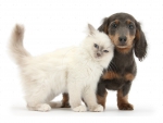 white kitten and Dachshund puppy