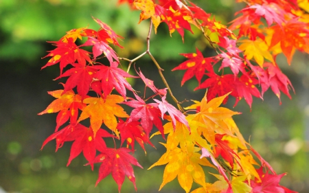 Autumn Leaves - leaves, fall, autumn, branch