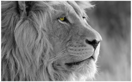 LION - for LIONESS - LION, ANIMAL, BEAUTIFUL, STRENGHT, KING