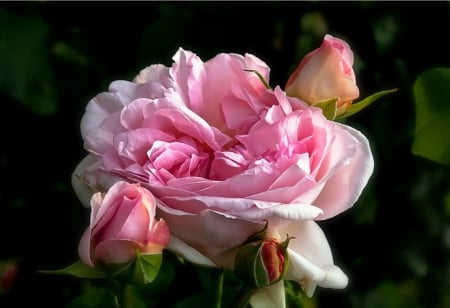 Soft beauty - amazing, beautiful, buds, photography, beauty, petals, pink, flowers, nature, scent, soft, rose