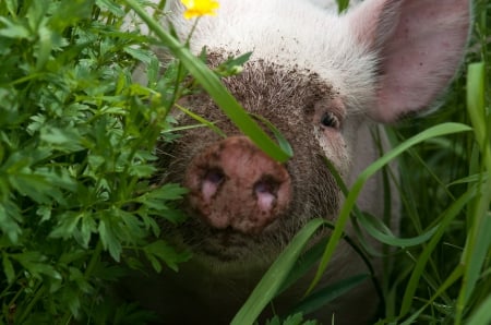 Pig - plants, grass, Pig, mug