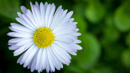 Beautiful Flower - photography, white, flower, abstract