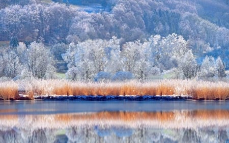 Winter Trees by the Lake - winter, lakes, nature, trees