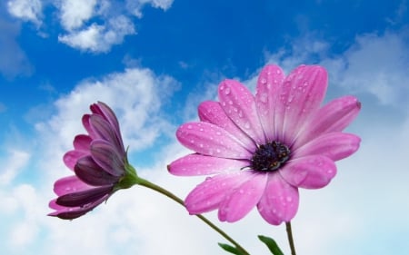 Beautiful Flowers