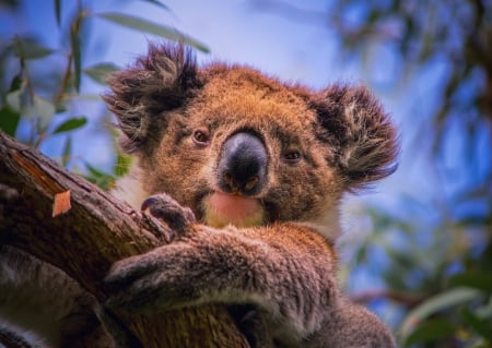 Koala - paw, tree, koala, head