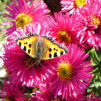 Butterfly on Flowers