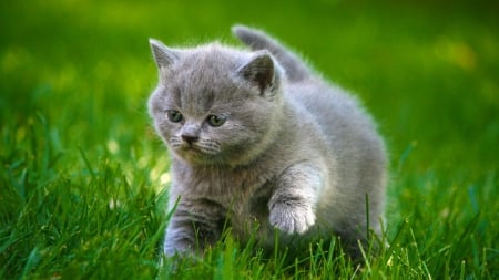 Small gray cat - gray, grass, cat, small