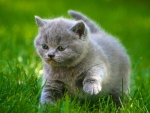 Small gray cat