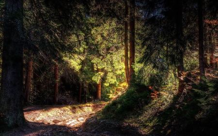 Forest - autumn - autumn, forest, trees, piercing light