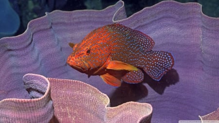 coral cod in elephant ear sponge