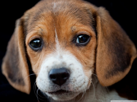 puppy - puppy, canine, beagle, dog