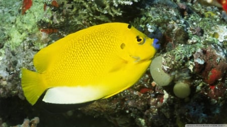 three spot angelfish - spot, three, angelfish, yellow